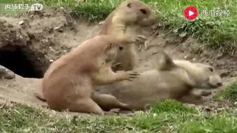 搞笑视频土拨鼠国产在线播放,在线播放笑翻天