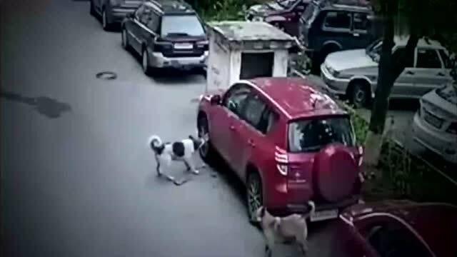 国产小车爬坡视频教程,视频教程带你轻松征服坡道挑战